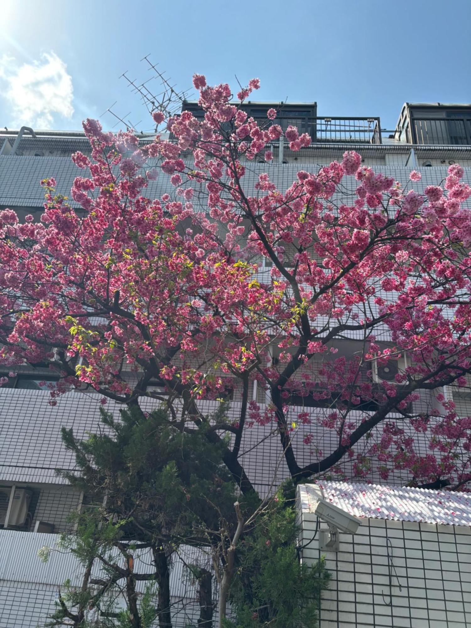 City Hotel Dolphin Tokio Exterior foto